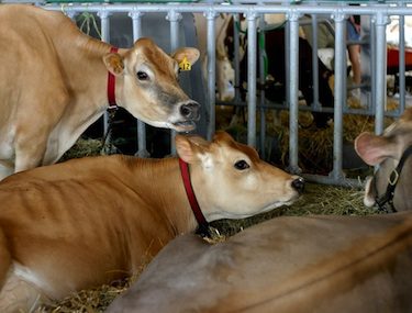 cows resize