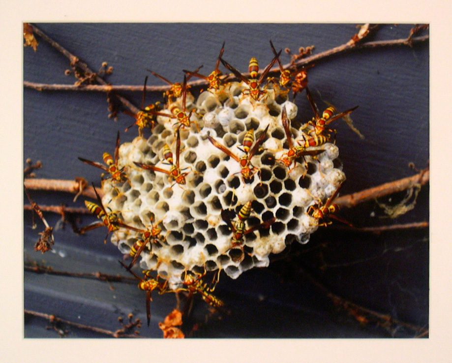 "Nest" by Ben Jelley.