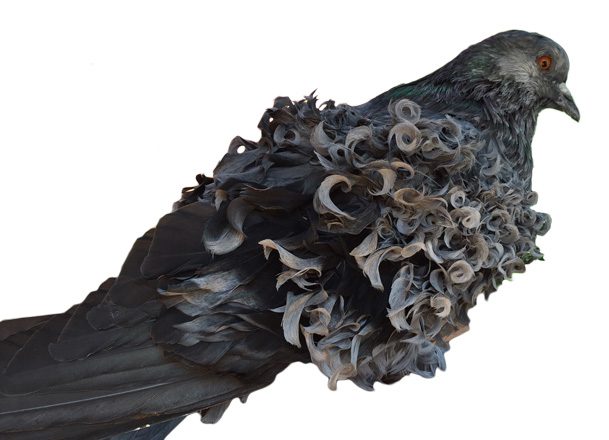 Photo courtesy The American Pigeon Museum & Library.