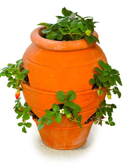 Container-garden--040416-6601