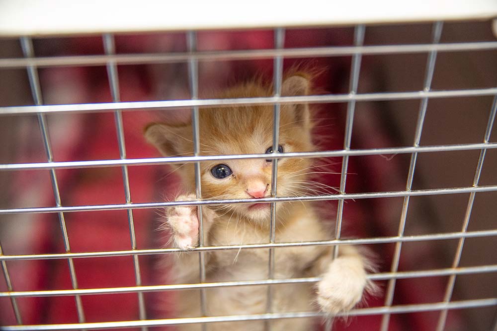 Pets Animal Welfare10042018 5461 web