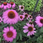 Purple Coneflower is native to Oklahoma and thrives in the mercurial climate.
