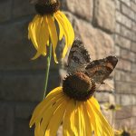 IMG_7878 Web