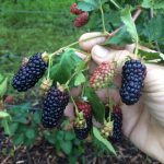Harvest Coming