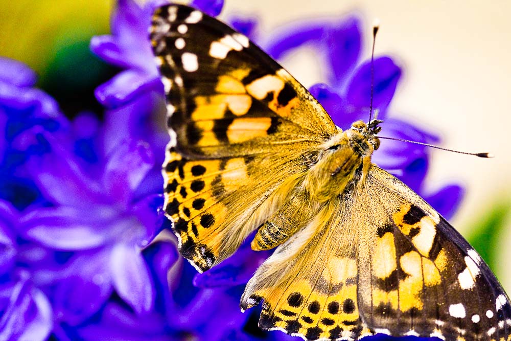 Butterfly-86 (2) web