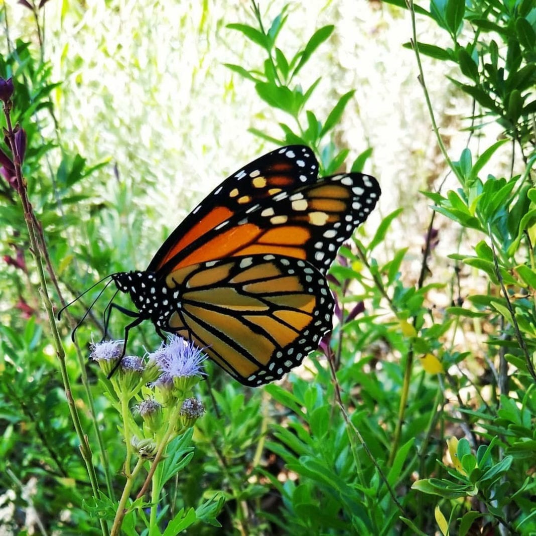 Monarch Butterfly (2)