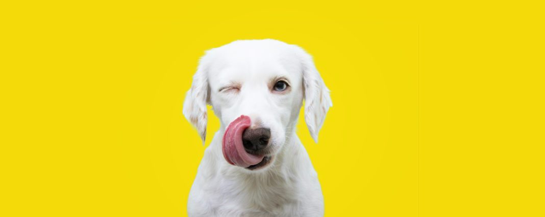 Banner hungry funny puppy dog licking its nose with tongue out a