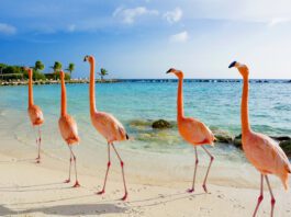 The Beauty of Bonaire